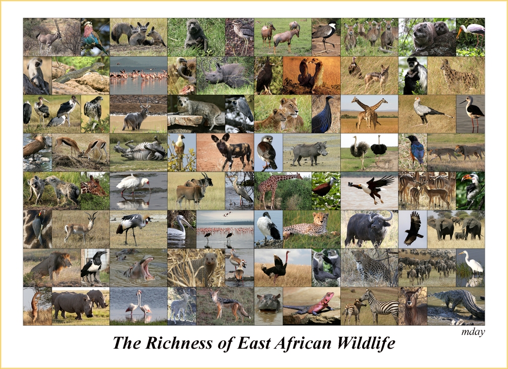eastafricawilflifecollage7-5x5-4300labelbd